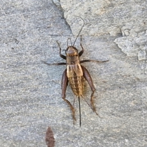 Bobilla aff. victoriae at Holt, ACT - 27 Apr 2024