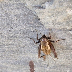 Bobilla aff. victoriae at Holt, ACT - 27 Apr 2024