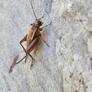 Bobilla aff. victoriae at Holt, ACT - 27 Apr 2024