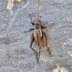 Bobilla aff. victoriae at Holt, ACT - 27 Apr 2024