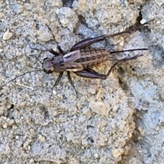 Bobilla aff. victoriae at Holt, ACT - 27 Apr 2024