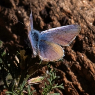 Zizina otis (Common Grass-Blue) at Broken Hill, NSW - 27 Jul 2022 by Petesteamer