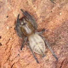 Clubiona sp. (genus) (Unidentified Stout Sac Spider) at Casey, ACT - 27 Apr 2024 by Hejor1