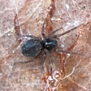 Badumna (genus) at Casey, ACT - 27 Apr 2024 01:22 PM