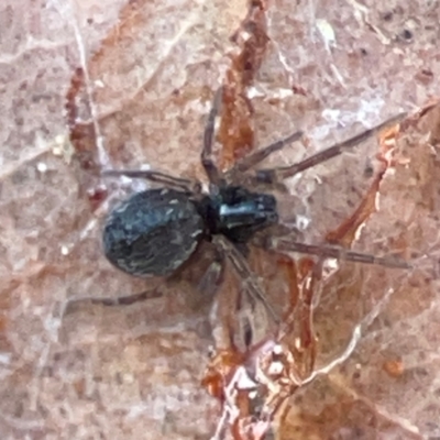 Badumna sp. (genus) (Lattice-web spider) at Casey, ACT - 27 Apr 2024 by Hejor1