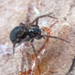 Badumna (genus) at Casey, ACT - 27 Apr 2024 01:22 PM