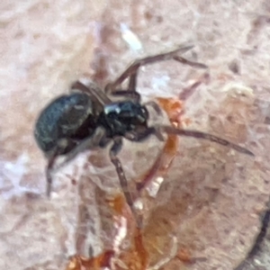 Badumna (genus) at Casey, ACT - 27 Apr 2024 01:22 PM