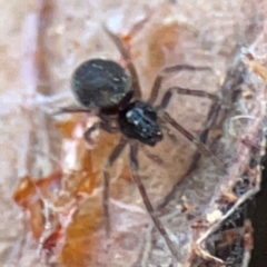 Badumna (genus) at Casey, ACT - 27 Apr 2024 01:22 PM