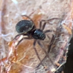 Badumna (genus) at Casey, ACT - 27 Apr 2024 01:22 PM