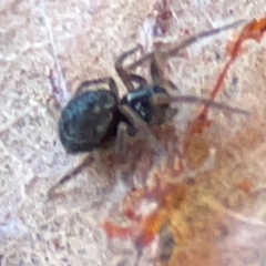 Badumna (genus) at Casey, ACT - 27 Apr 2024 01:22 PM