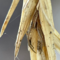 Runcinia acuminata (Pointy Crab Spider) at Casey, ACT - 27 Apr 2024 by Hejor1