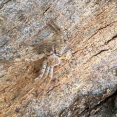 Isopeda canberrana (Canberra Huntsman Spider) at Casey, ACT - 27 Apr 2024 by Hejor1