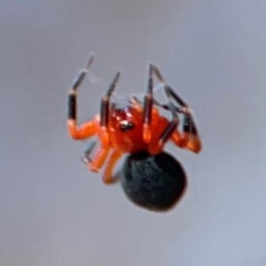 Nicodamus peregrinus at Casey, ACT - 27 Apr 2024