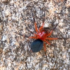 Nicodamus peregrinus at Casey, ACT - 27 Apr 2024 12:42 PM