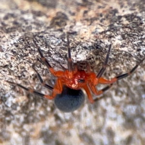 Nicodamus peregrinus at Casey, ACT - 27 Apr 2024 12:42 PM