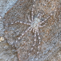 Tamopsis sp. (genus) (Two-tailed spider) at Casey, ACT - 27 Apr 2024 by Hejor1