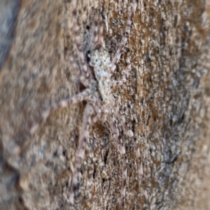 Tamopsis sp. (genus) at Casey, ACT - 27 Apr 2024