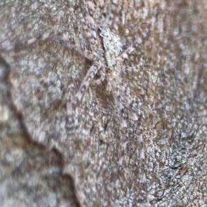 Tamopsis sp. (genus) at Casey, ACT - 27 Apr 2024