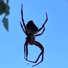 Araneinae (subfamily) (Orb weaver) at Casey, ACT - 27 Apr 2024 by Hejor1