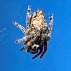 Unidentified Orb-weaving spider (several families) at Casey, ACT - 27 Apr 2024 by Hejor1