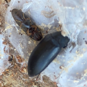 Elateridae sp. (family) at Casey, ACT - 27 Apr 2024 01:25 PM