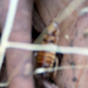 Robshelfordia sp. (genus) at Casey, ACT - 27 Apr 2024 01:22 PM