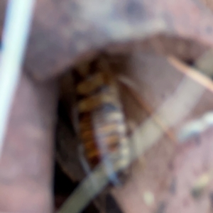 Robshelfordia sp. (genus) at Casey, ACT - 27 Apr 2024 01:22 PM