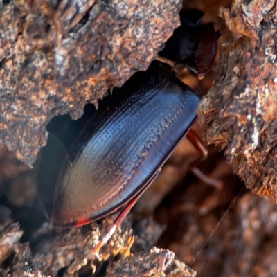 Unidentified Darkling beetle (Tenebrionidae) at Casey, ACT - 27 Apr 2024 by Hejor1