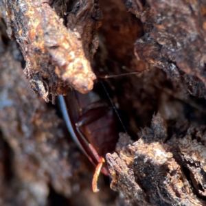 Pterohelaeus striatopunctatus at Casey, ACT - 27 Apr 2024