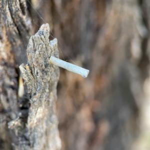 Hemibela (genus) at Casey, ACT - 27 Apr 2024