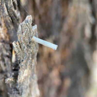 Hemibela (genus) (A Concealer moth) at Casey, ACT - 27 Apr 2024 by Hejor1