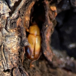 Phyllotocus macleayi at Casey, ACT - 27 Apr 2024