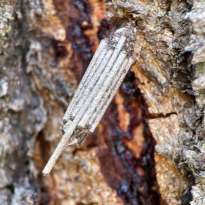 Clania ignobilis (Faggot Case Moth) at Casey, ACT - 27 Apr 2024 by Hejor1