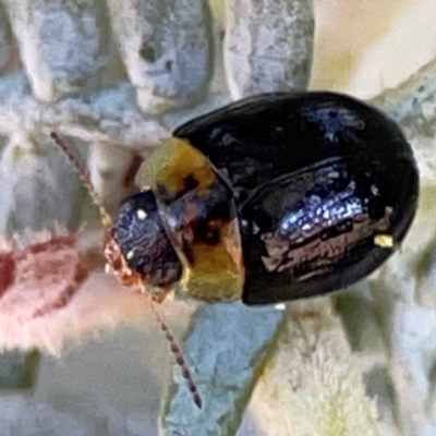 Peltoschema mansueta (A leaf beetle) at Casey, ACT - 27 Apr 2024 by Hejor1