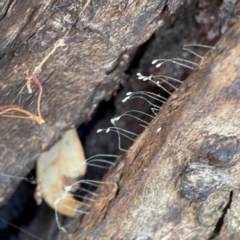 Neuroptera (order) (Unidentified lacewing) at Casey, ACT - 27 Apr 2024 by Hejor1