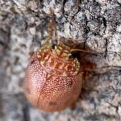 Paropsis atomaria (Eucalyptus leaf beetle) at Casey, ACT - 27 Apr 2024 by Hejor1