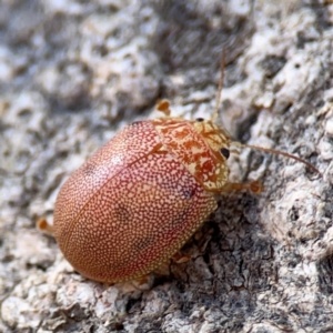 Paropsis atomaria at Casey, ACT - 27 Apr 2024 12:44 PM