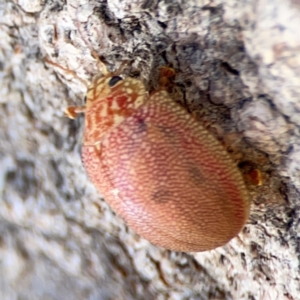 Paropsis atomaria at Casey, ACT - 27 Apr 2024 12:44 PM