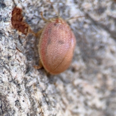 Paropsis atomaria at Casey, ACT - 27 Apr 2024 12:44 PM