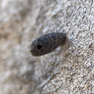 Cryptocephalinae (sub-family) at Casey, ACT - 27 Apr 2024 12:38 PM