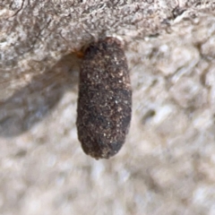 Cryptocephalinae (sub-family) at Casey, ACT - 27 Apr 2024