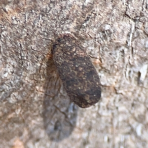 Cryptocephalinae (sub-family) at Casey, ACT - 27 Apr 2024