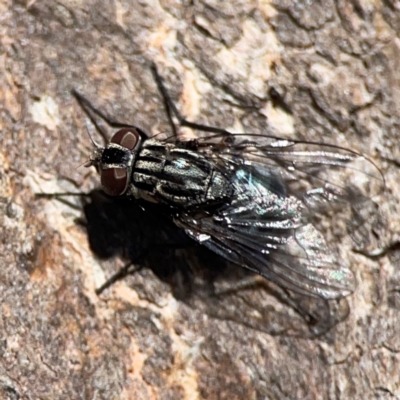 MUSCOIDEA (superfamily) (Muscoid fly) at Casey, ACT - 27 Apr 2024 by Hejor1