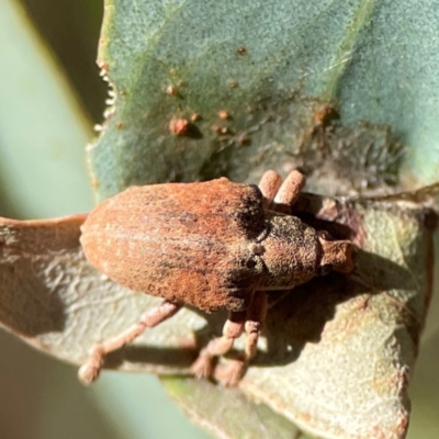 Gonipterus sp. (genus) (Eucalyptus Weevil) at Casey, ACT - 27 Apr 2024 by Hejor1