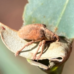 Gonipterus sp. (genus) at Casey, ACT - 27 Apr 2024 12:29 PM