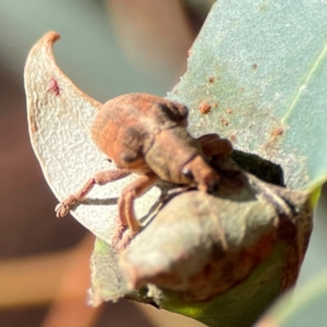 Gonipterus sp. (genus) at Casey, ACT - 27 Apr 2024