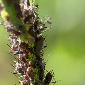 Macrosiphum rosae at Casey, ACT - 27 Apr 2024