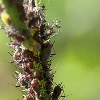 Macrosiphum rosae (Rose aphid) at Casey, ACT - 27 Apr 2024 by Hejor1