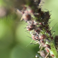 Macrosiphum rosae at Casey, ACT - 27 Apr 2024 12:18 PM