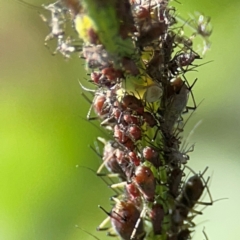 Macrosiphum rosae at Casey, ACT - 27 Apr 2024 12:18 PM